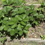 【夢日記】トレーラーが落ちた