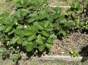 【夢日記】トレーラーが落ちた