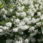 【夢日記】テロリストのアジトから作戦遂行