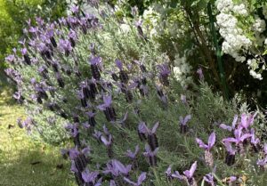 【夢日記】川岸の家の夫婦喧嘩