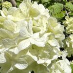 【夢日記】カラオケ女子会