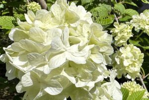 【夢日記】カラオケ女子会