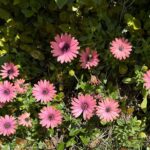 【夢日記】ボール投げ競技とゲーム作り