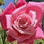 【夢日記】天空マーケットの友達と動物の檻