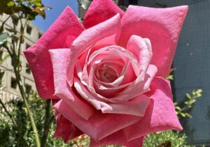 【夢日記】天空マーケットの友達と動物の檻