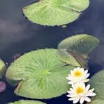 【夢日記】テロと漫才