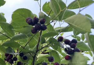 【夢日記】家に帰りたい from 京都