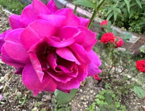 【夢日記】クライアントとカラオケ