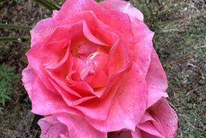 【夢日記】マツコデラックスの巨大な料理皿