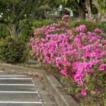 【夢日記】大奥? お見合い? 強制結婚?