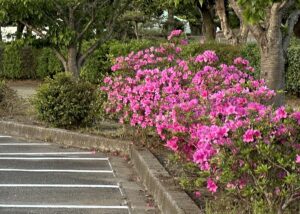 【夢日記】大奥? お見合い? 強制結婚?