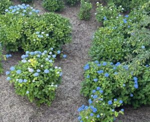 【夢日記】災害で車が泥に埋まる