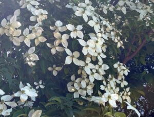 【夢日記】ファミレス写真展