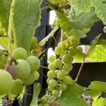【夢日記】3つの丸い甘いお菓子の箱詰め