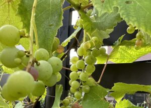 【夢日記】3つの丸い甘いお菓子の箱詰め