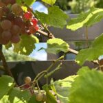 【夢日記】Hの家の掃除と中川家タクシー