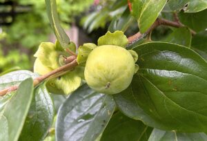 【夢日記】東南アジアにホームステイ