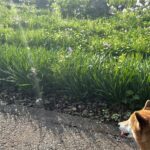 【夢日記】飛び石の向こうのタヌコ