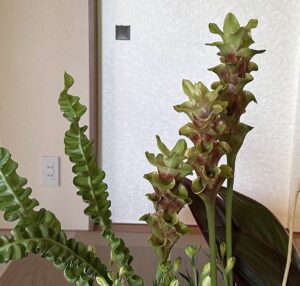 【夢日記】T氏の会社