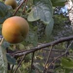 【夢日記】洞穴の三角関係