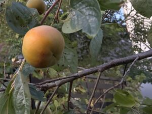 【夢日記】洞穴の三角関係