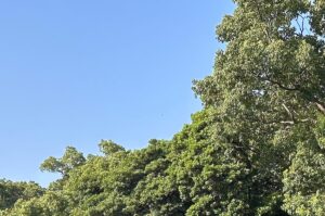 【夢日記】最上級の表現