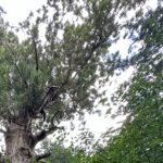 【夢日記】野寺?