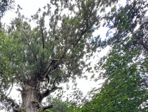 【夢日記】野寺？