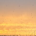 【夢日記】素人プロ野球団へ入団