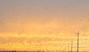 【夢日記】素人プロ野球団へ入団