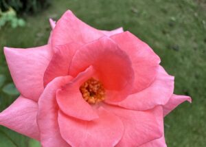 【夢日記】遊び人の女性とその上司