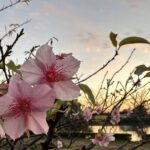 【夢日記】仲間との別れ