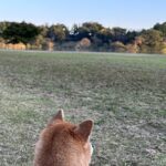 【夢日記】神様の2つの間違い