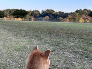 【夢日記】神様の２つの間違い