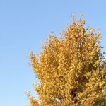 【夢日記】金色に輝くミッション