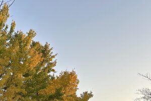 【夢日記】青田買い会場