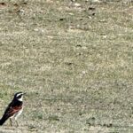 【夢日記】テーブルと融合する母