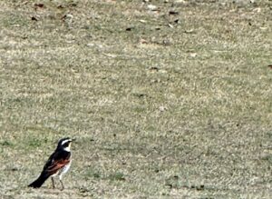 【夢日記】テーブルと融合する母