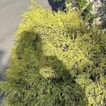 【夢日記】三角関係に思い悩む男