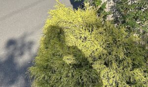 【夢日記】三角関係に思い悩む男