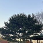 【夢日記】足からキノコが生えた楽太郎