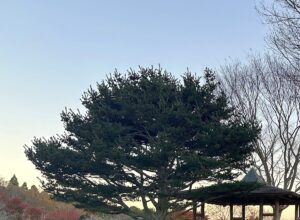 【夢日記】足からキノコが生えた楽太郎