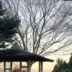 【夢日記】草野球とカメムシ