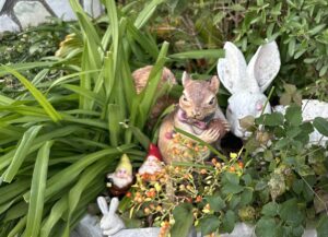 【夢日記】とにかく邪魔な安村