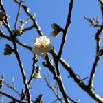 【夢日記】強風と大地震と山崩れ