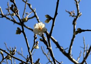 【夢日記】強風と大地震と山崩れ