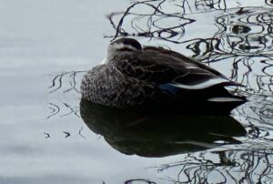 【夢日記】ナガシマスパーランド