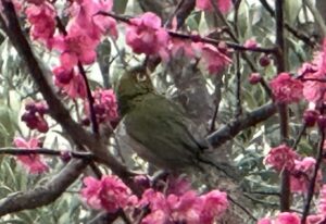 【夢日記】邪悪なおかずくらぶのゆいP