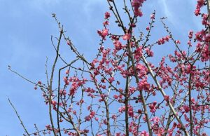 【夢日記】芝生の山を滑り降りる