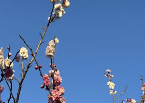 【夢日記】地震体験会
